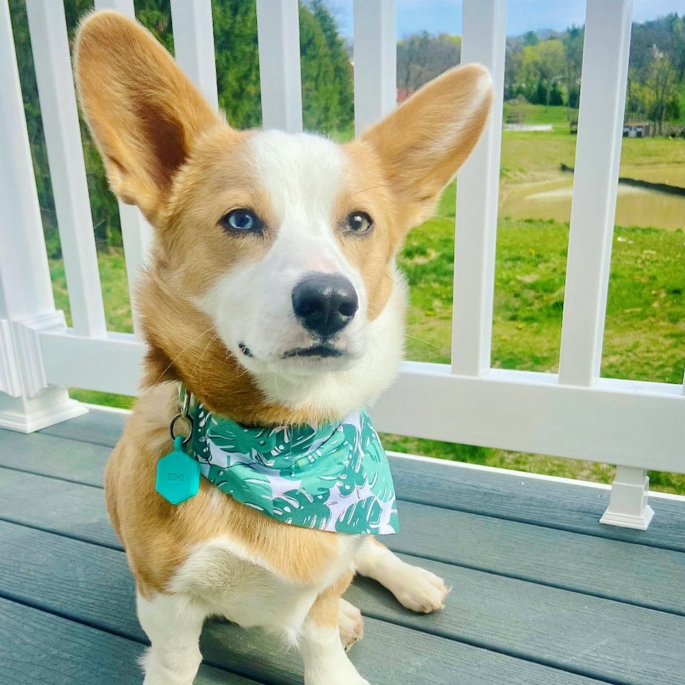 Meet your Posher, Liz